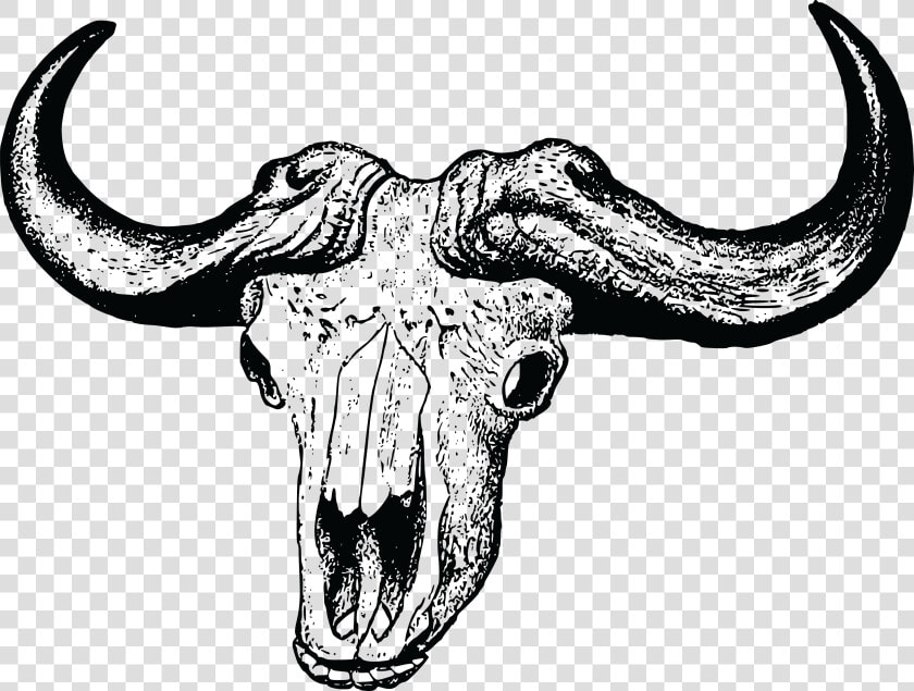 Buffalo Skull Clip Arts   African Buffalo Skull Drawing  HD Png DownloadTransparent PNG