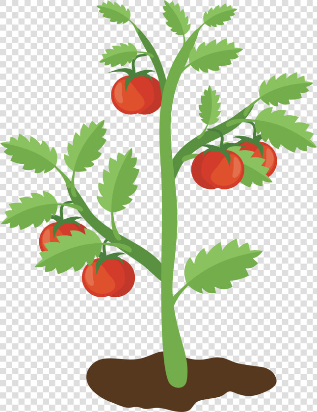 Tomato Plant Png   Tomato Plant Clipart Transparent  Png DownloadTransparent PNG