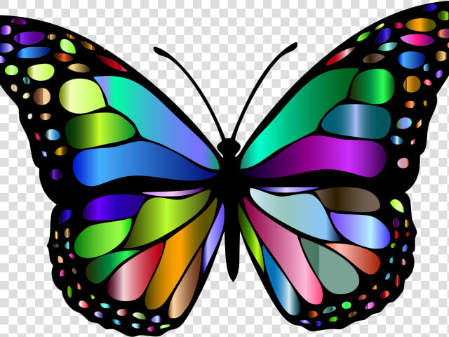 Monarch Butterfly Clipart Png Full Hd   Butterfly Color  Transparent PngTransparent PNG