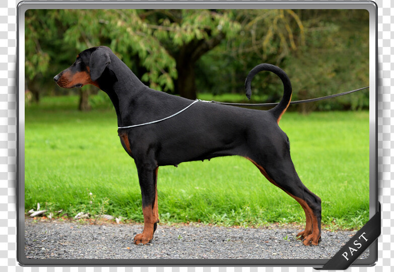 Korifey Dobermanns Our Past Female Korifey Envy   Dobermann  HD Png DownloadTransparent PNG