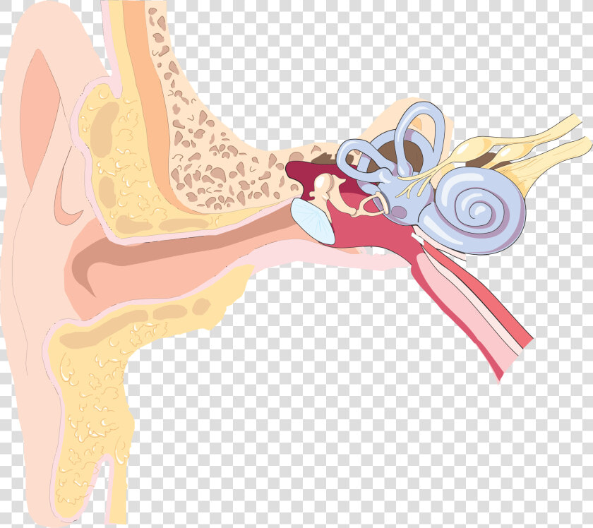 Shoulder human Body neck   Ear Anatomy Png  Transparent PngTransparent PNG