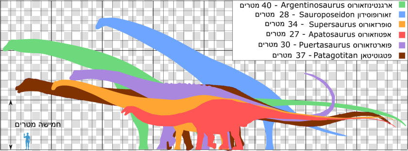 Biggest Dinosaurs Ver07 He   Patagotitan Mayorum Vs Argentinosaurus  HD Png DownloadTransparent PNG