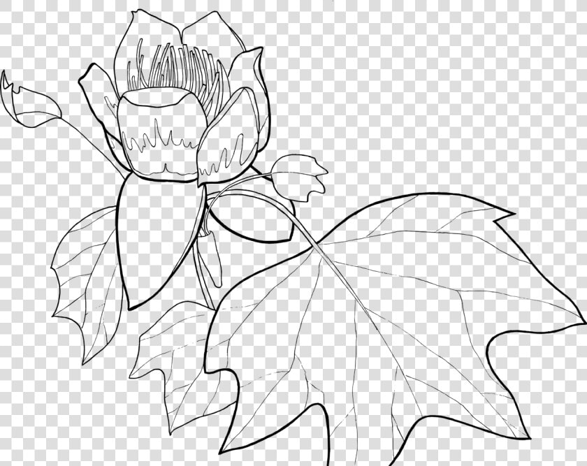 Ks Ccx Tulip Free Picture   Line Drawing Of Tulip Poplar  HD Png DownloadTransparent PNG