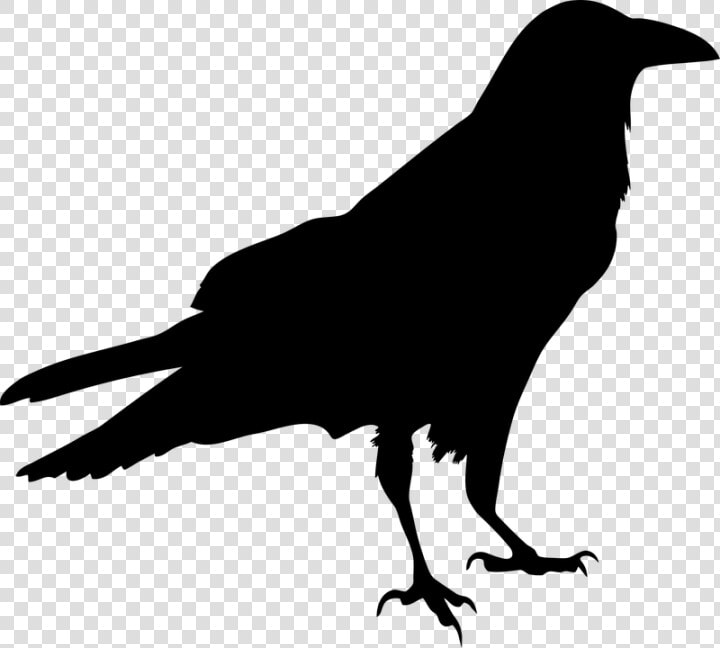 Blackbird Silhouette Clip Art   Raven Bird Png  Transparent PngTransparent PNG