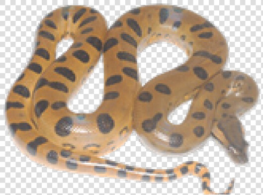 Anaconda Png Transparent Images   Anaconda Png  Png DownloadTransparent PNG