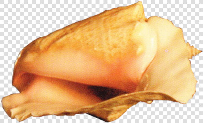 Conch Png  Transparent PngTransparent PNG