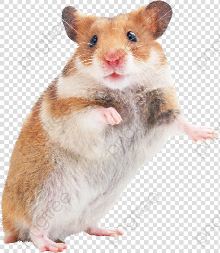 Hamsters Little Mouse   Hamster Png  Transparent PngTransparent PNG