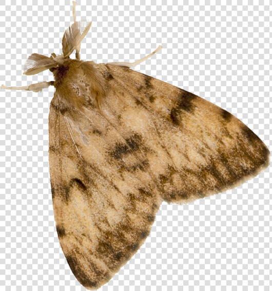 Gypsy Moth Adult   Gypsy Moth Transparent  HD Png DownloadTransparent PNG