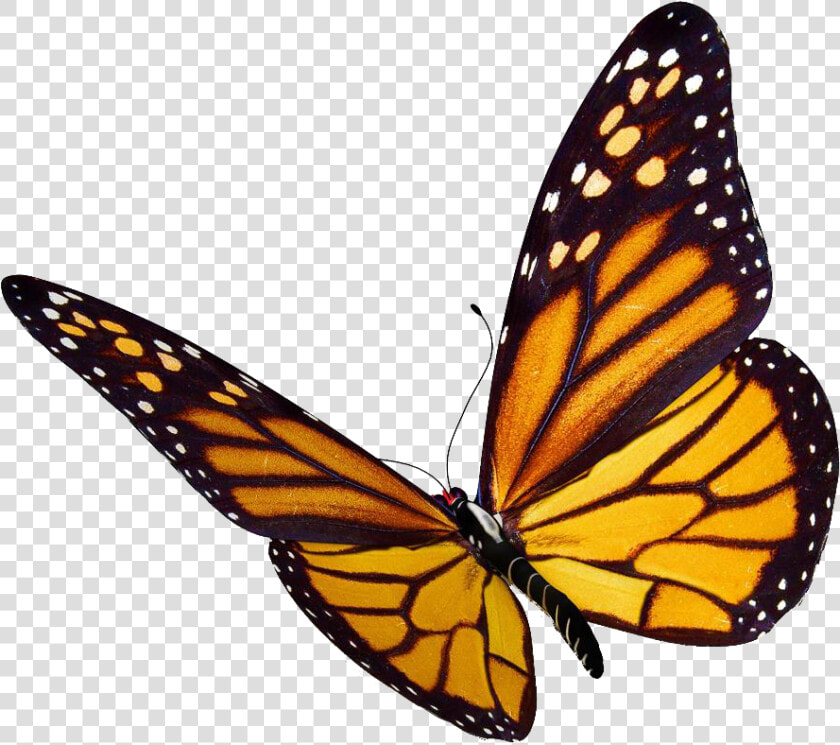 Crisálidas De Mariposas   Transparent Background Butterfly Clipart  HD Png DownloadTransparent PNG