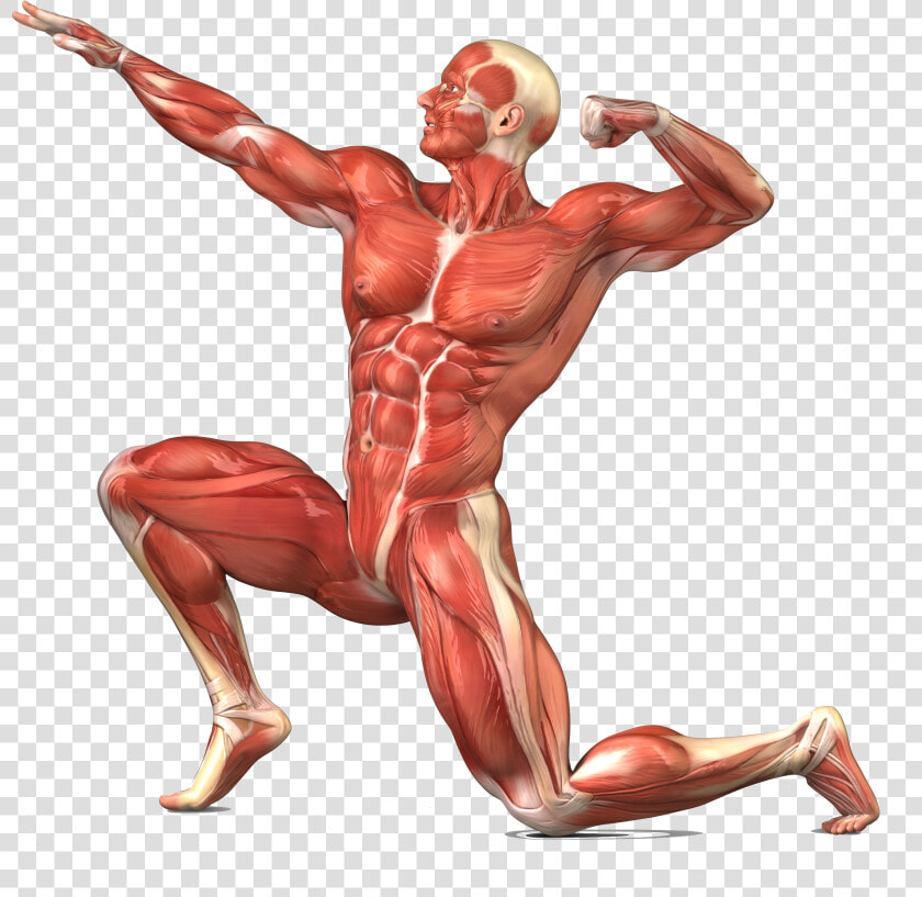 Png Image With Transparent Background   Muscular System No Labels  Png DownloadTransparent PNG