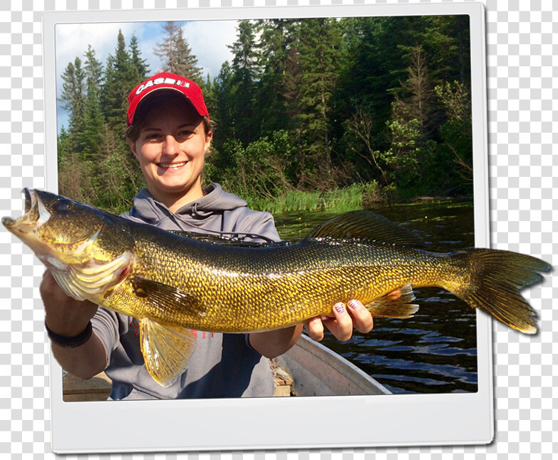 Walleye   Pull Fish Out Of Water  HD Png DownloadTransparent PNG