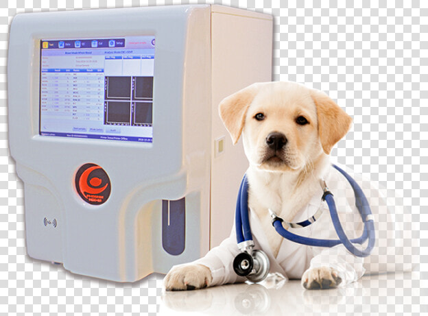 Phoenix Ncc 61 Vet   Dog In Vet Costume  HD Png DownloadTransparent PNG