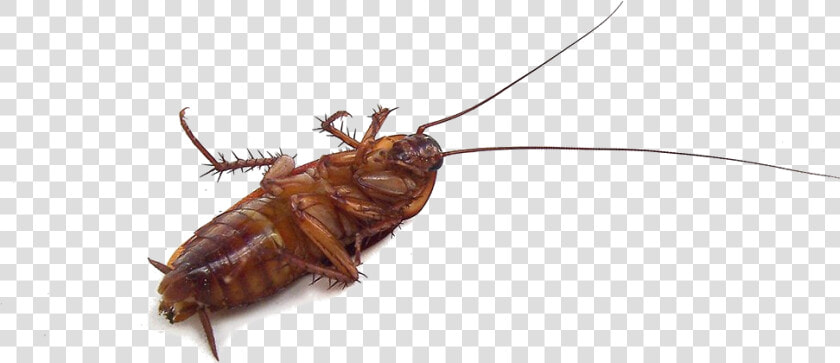 Cockroach Insect Mosquito Pest Garden   Baby Cockroach On Its Back  HD Png DownloadTransparent PNG