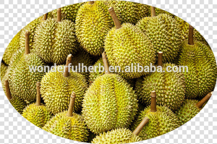 Durian  HD Png DownloadTransparent PNG