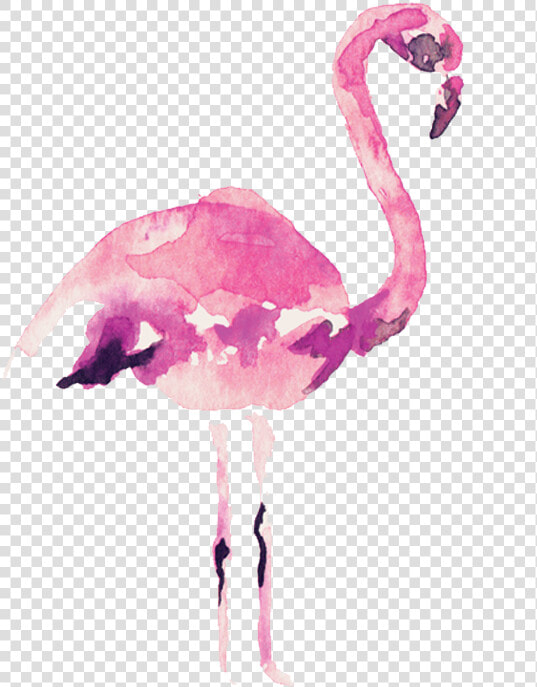 Video Courtesy Of Audrey Alba Films   Transparent Pink Flamingo Watercolor  HD Png DownloadTransparent PNG