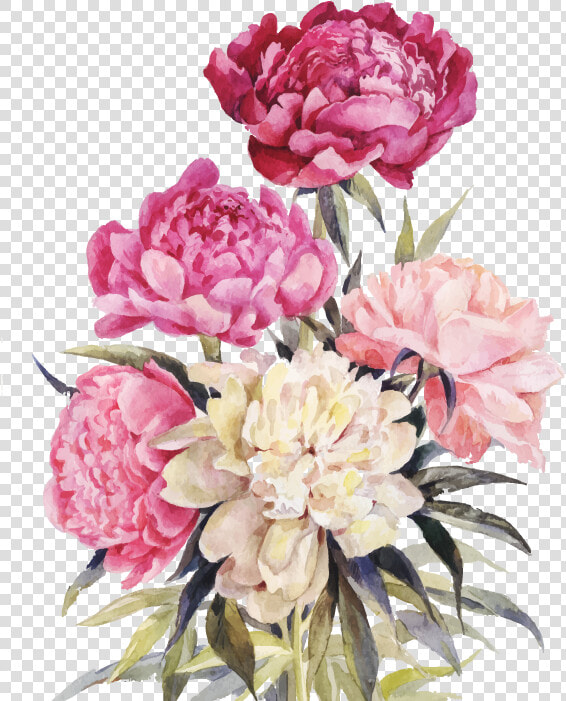 Bouquet Vector Watercolor   Watercolor Peony Drawing  HD Png DownloadTransparent PNG