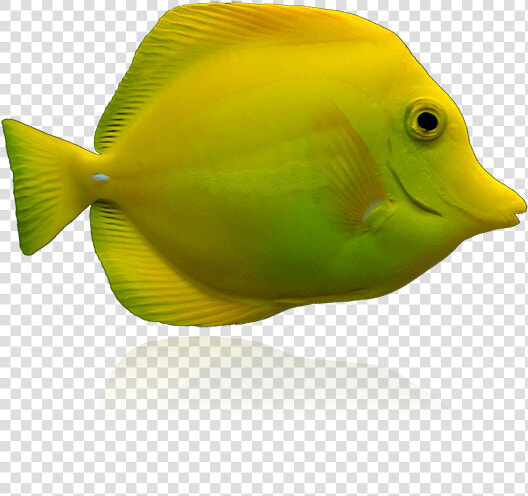 Captive Bred Yellow Tangs By Biota   Fish Yellow  HD Png DownloadTransparent PNG