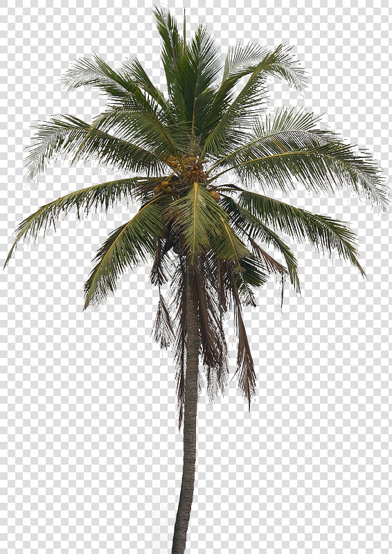 Coconut Tree Arecaceae Clip Art   Real Coconut Tree Png  Transparent PngTransparent PNG