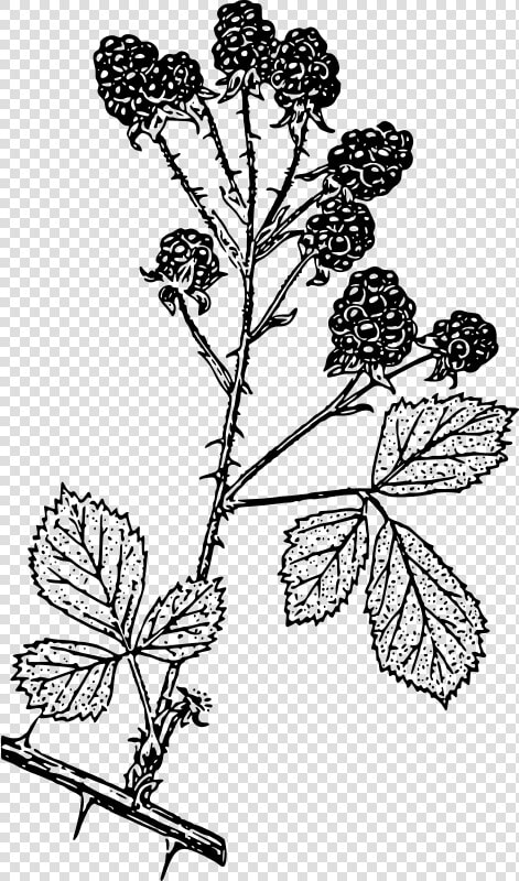 Blackberries   Blackberry Shrub Black And White  HD Png DownloadTransparent PNG