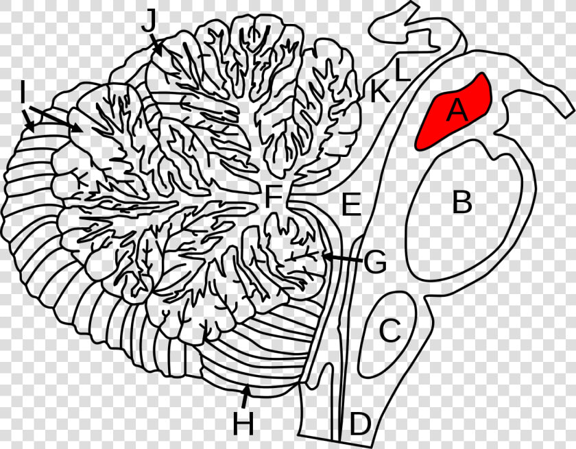 Arbor Vitae  HD Png DownloadTransparent PNG