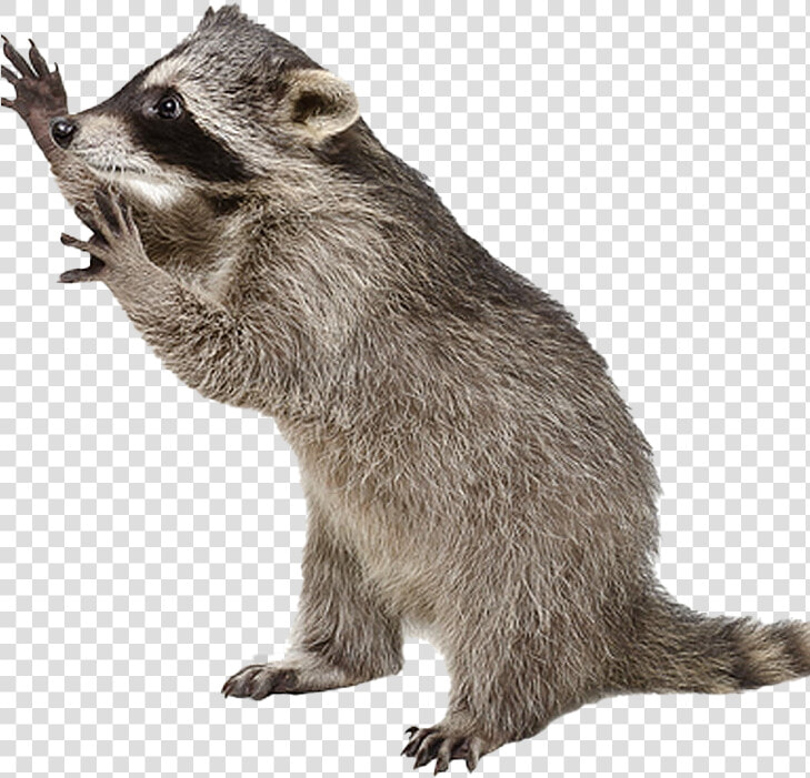 Raccoon Png Photo Image   Raccoon Transparent Background  Png DownloadTransparent PNG