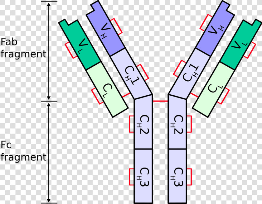 Cấu Trúc Của Kháng Thể  HD Png DownloadTransparent PNG