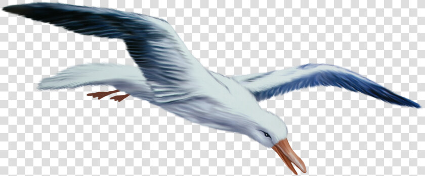 Transparent Seagull Clipart Png   Gulls  Png DownloadTransparent PNG