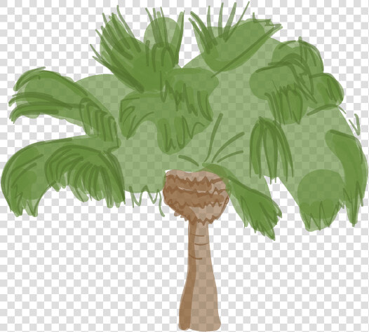 Difference Between King And Queen Palm Trees  HD Png DownloadTransparent PNG