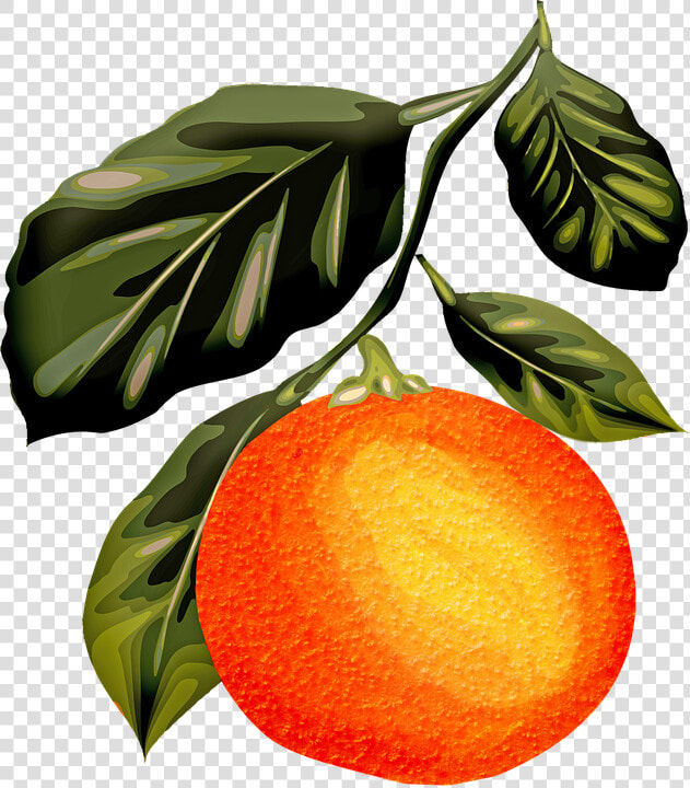 Watercolor Orange  Orange Fruit  Leaves  Vintage   Lukisan Cat Air Jeruk  HD Png DownloadTransparent PNG