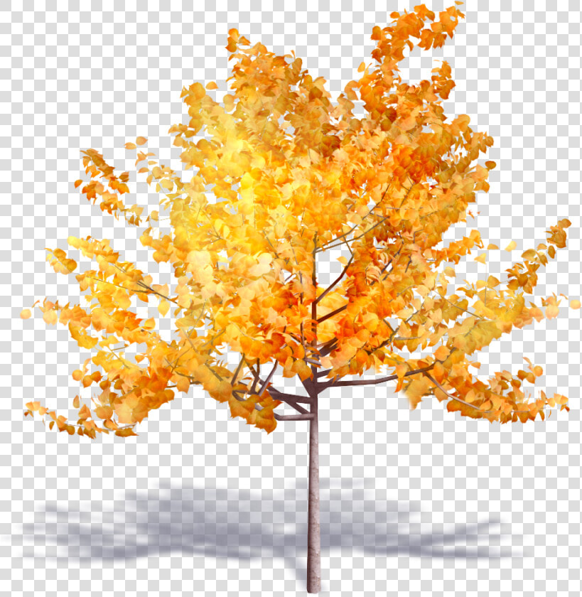 Transparent Deciduous Tree Png   Autumn Trees Png Transparent  Png DownloadTransparent PNG