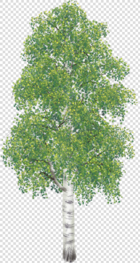 Trees Do Hardwoods Come  HD Png DownloadTransparent PNG