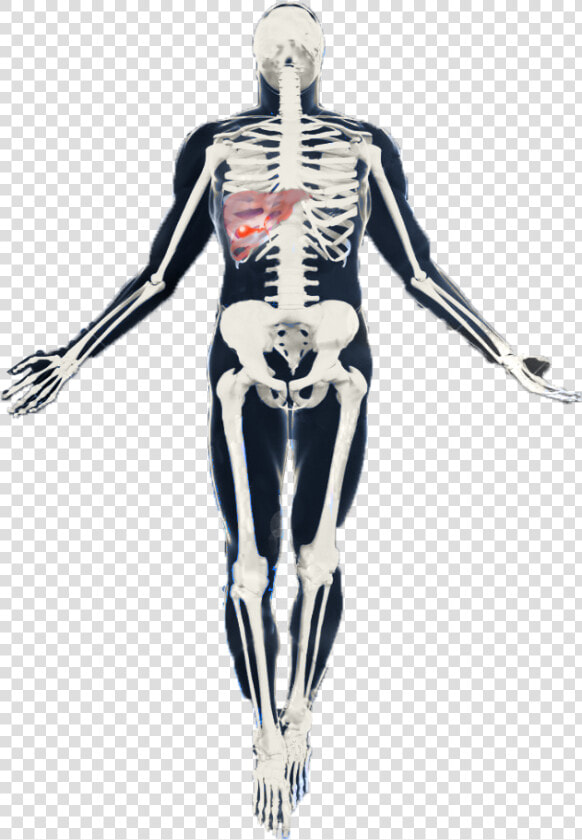 Skeleton   Transparent Cartoons   Skeleton  HD Png DownloadTransparent PNG