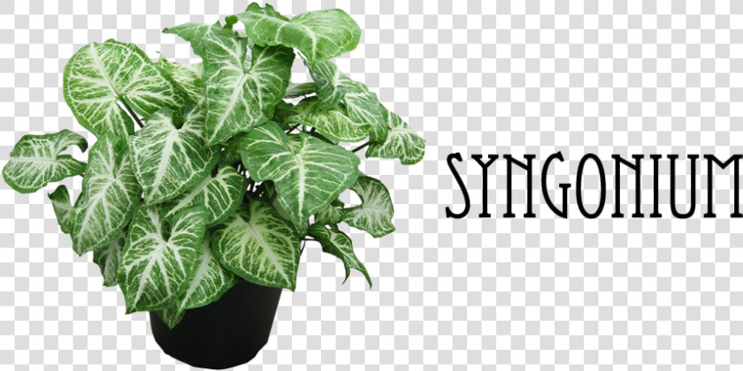 8   Types Of Arrowhead Plant  HD Png DownloadTransparent PNG