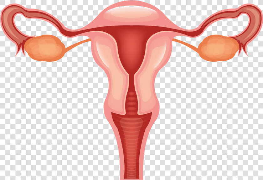 Vagina Clip Svg Free   Female Reproductive System Clipart  HD Png DownloadTransparent PNG