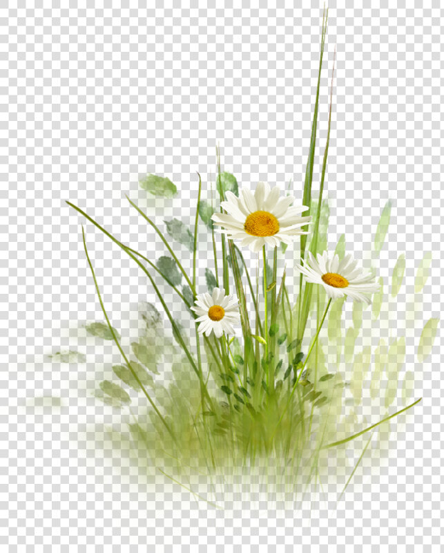 Фотки Daisy Daisy  Daisy Love  Daisy Hill  Drawing   Clip Art Watercolor Daisy  HD Png DownloadTransparent PNG