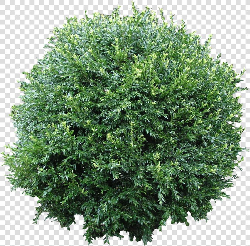 Bush Free Png Download   Bush Leaves Png Texture  Transparent PngTransparent PNG