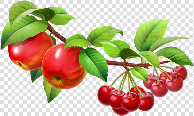 Fruit Tree Png   Png Juice Fruit Splash  Transparent PngTransparent PNG