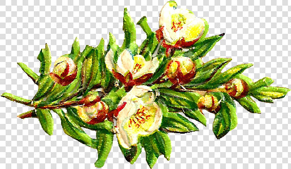 Free Digital Flower Clip Art   Animasi Bunga Bougenville Putih  HD Png DownloadTransparent PNG