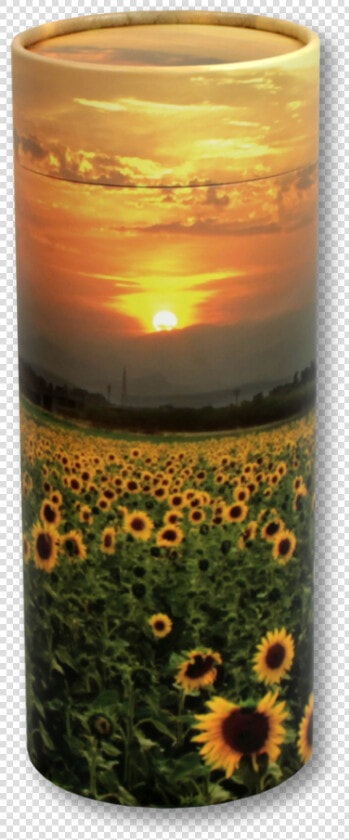 Sunflower Fields   Black eyed Susan  HD Png DownloadTransparent PNG