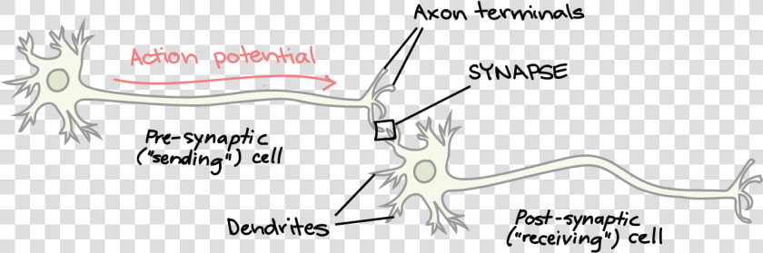 Synapse Neuron  HD Png DownloadTransparent PNG