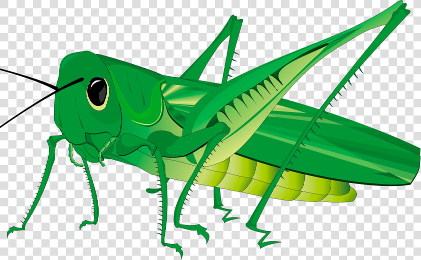  insect  insects  bug  bugs  grasshopper  sticker  stickers   Cartoon Grasshopper Transparent Background  HD Png DownloadTransparent PNG