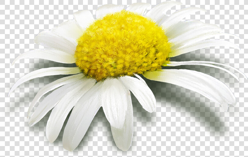 Margaritas  Download Walter Porter  Hy 83   Chamomile  HD Png DownloadTransparent PNG