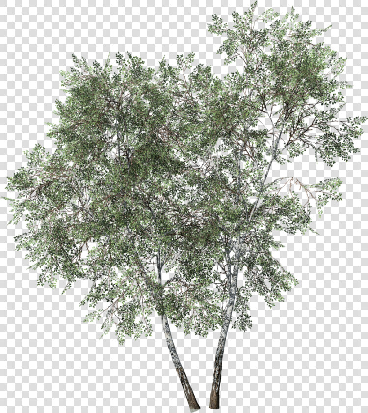 Tree plant woody Plant leaf birch canoe Plant twig birch   Mexican Pinyon  HD Png DownloadTransparent PNG