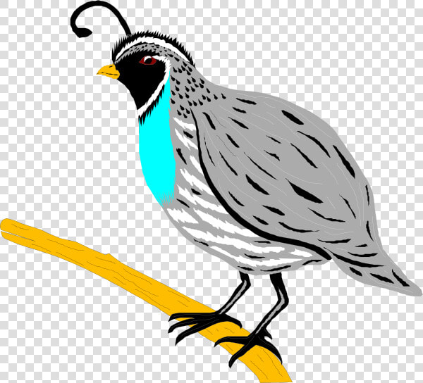 Mockingbird Clipart Hostted   Quail Clip Art  HD Png DownloadTransparent PNG