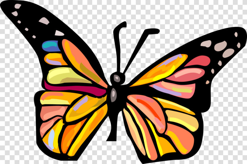 Vector Illustration Of Colorful Butterfly Winged Insect   Informations Sur Le Papillon  HD Png DownloadTransparent PNG