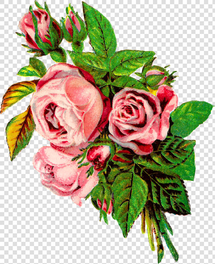 Rose Flower Botanical Artwork Image Transfer Clipart   Shabby Pink Rose  HD Png DownloadTransparent PNG