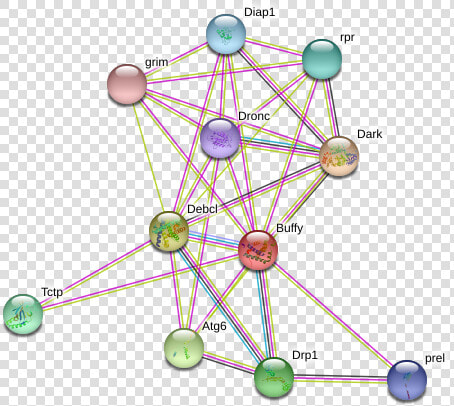 Buffy Protein   Circle  HD Png DownloadTransparent PNG