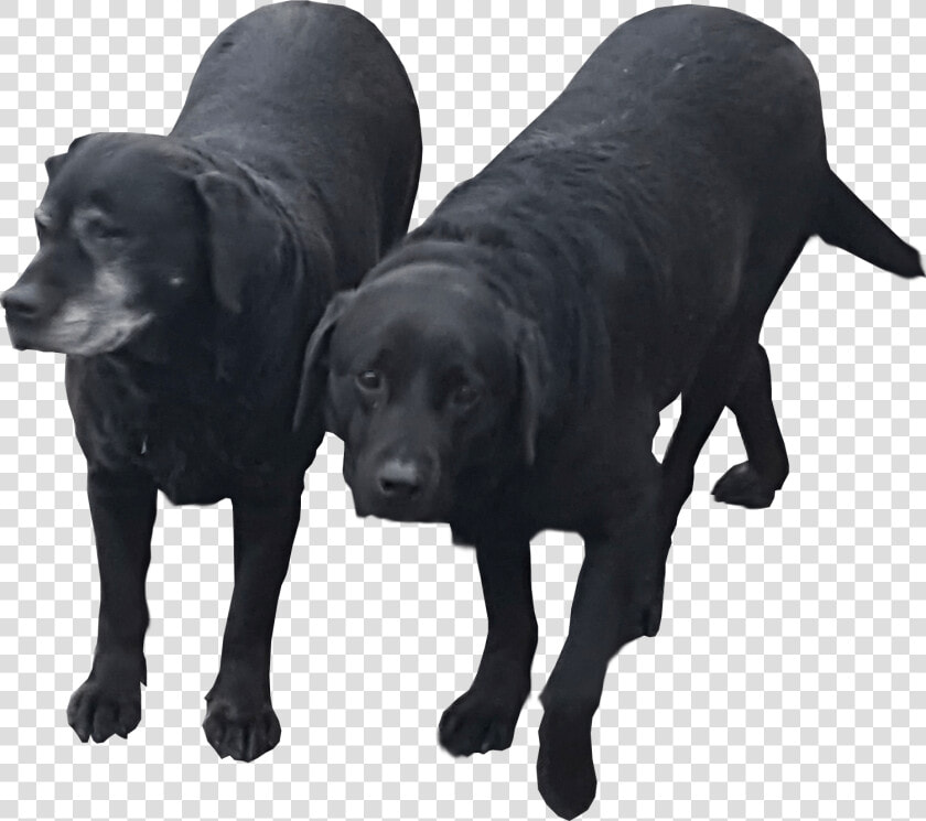 Black Labradors Transparent Background Dog   Black Labrador No Background  HD Png DownloadTransparent PNG