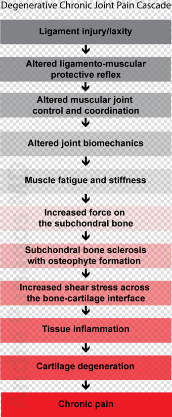 Hypothesis On Biomechanics Of Cartilage Degeneration  HD Png DownloadTransparent PNG