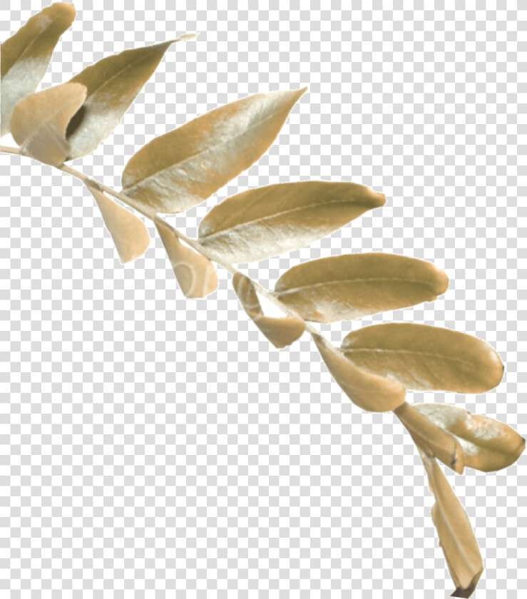 Twig  HD Png DownloadTransparent PNG